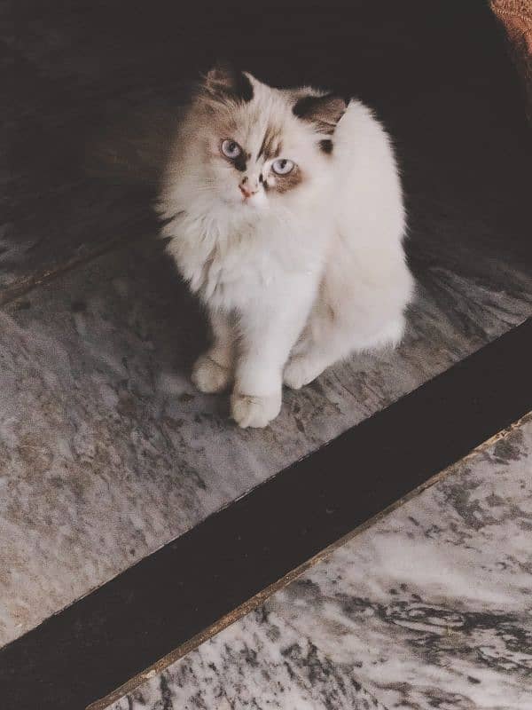 persian cat/triple coated/persian cat pair 1