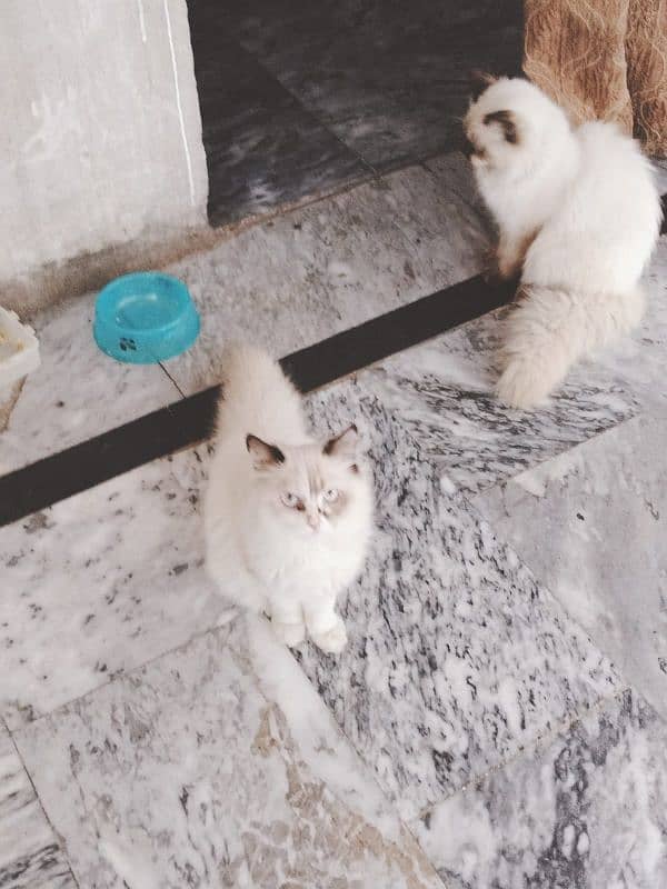 persian cat/triple coated/persian cat pair 2