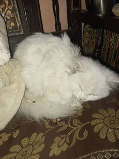 persian cat tripple cout