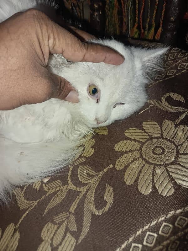 persian cat tripple cout 1