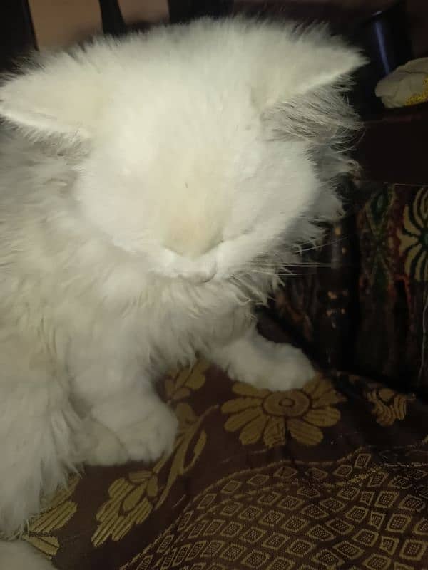 persian cat tripple cout 2