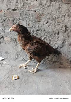 lakha female