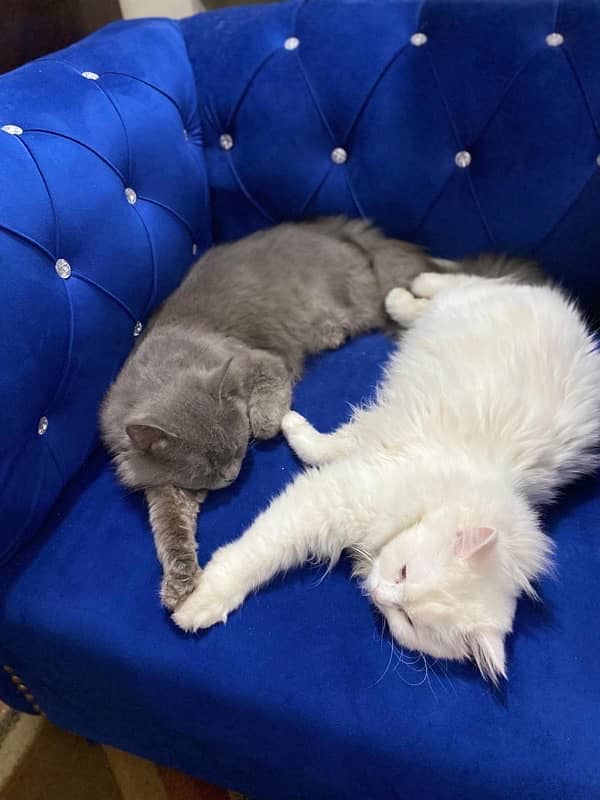 Persian Cat Pair Available for Sale 4