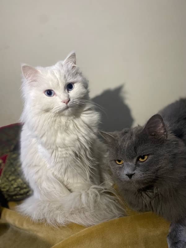 Persian Cat Pair Available for Sale 6