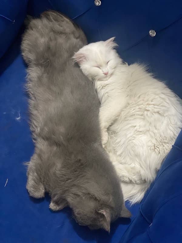 Persian Cat Pair Available for Sale 7