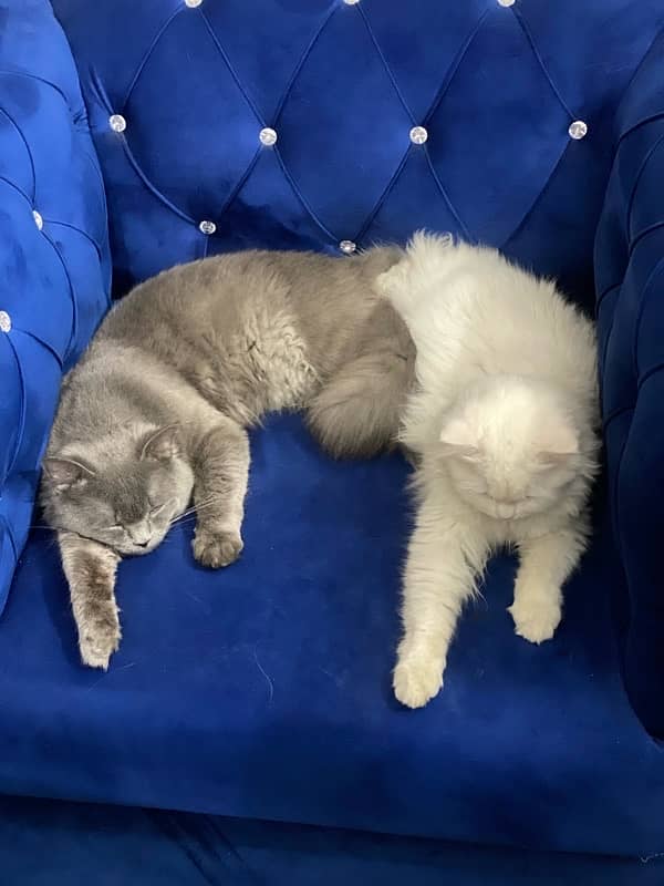 Persian Cat Pair Available for Sale 10