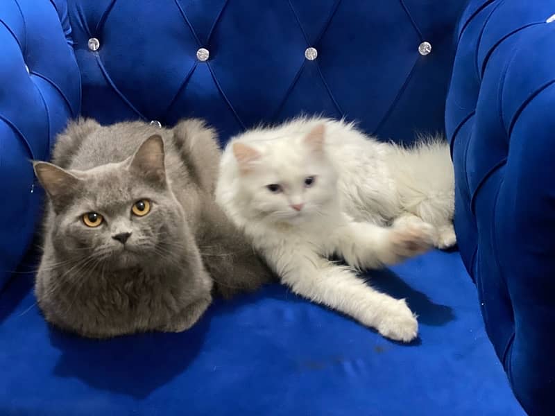 Persian Cat Pair Available for Sale 11