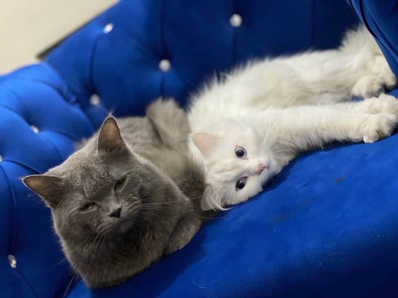 Persian Cat Pair Available for Sale 3