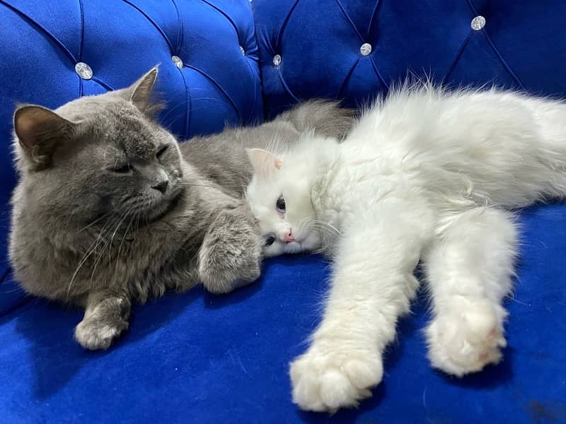 Persian Cat Pair Available for Sale 2