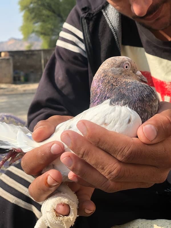 PIGEON GOLDEN LAAL SIR WALA FOR SALE 1