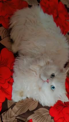 Persian Male Cat Punch face