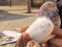 PIGEON GOLDEN LAAL SIR WALA FOR SALE