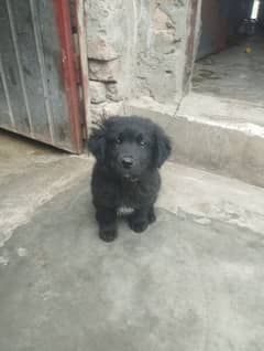 Labrador mother non pedigree very intelligent male puppy for sale