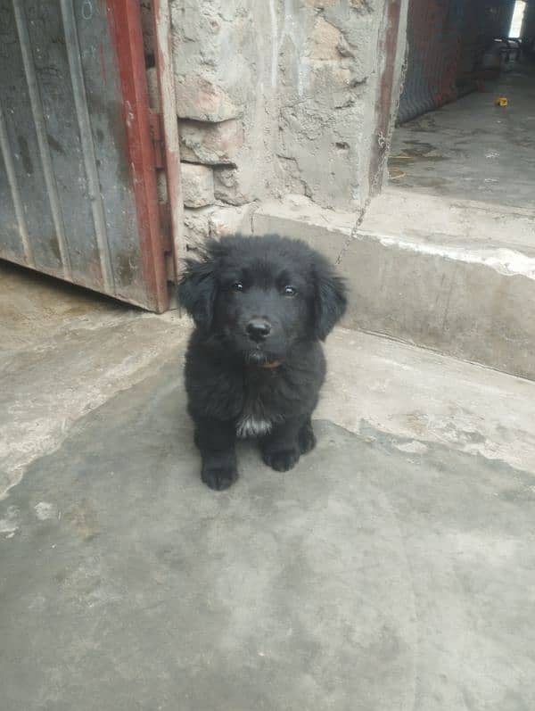 Labrador mother non pedigree very intelligent male puppy for sale 0