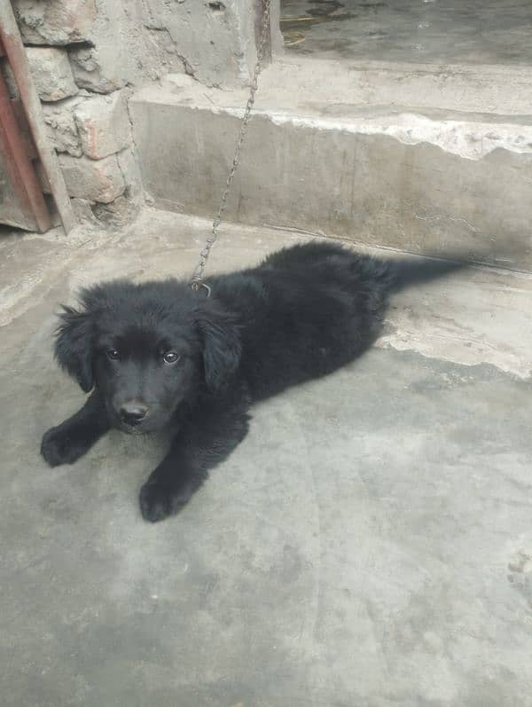 Labrador mother non pedigree very intelligent male puppy for sale 2