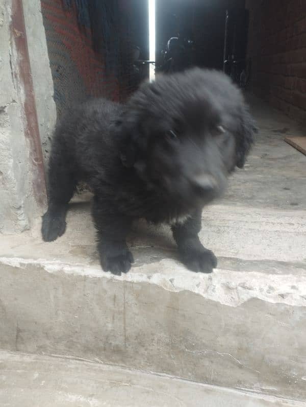 Labrador mother non pedigree very intelligent male puppy for sale 4