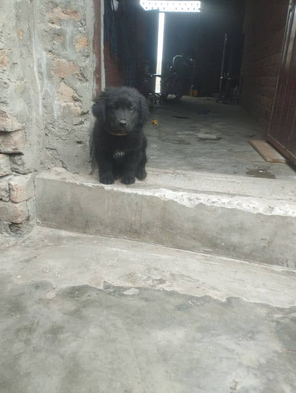 Labrador mother non pedigree very intelligent male puppy for sale 5