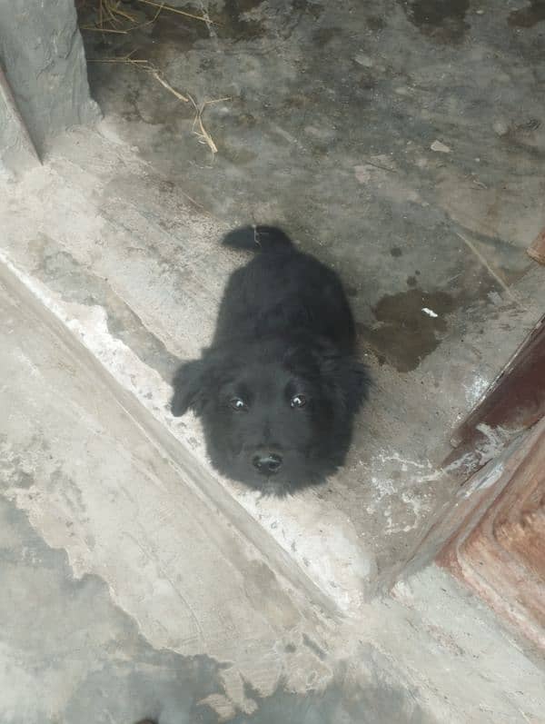 Labrador mother non pedigree very intelligent male puppy for sale 6