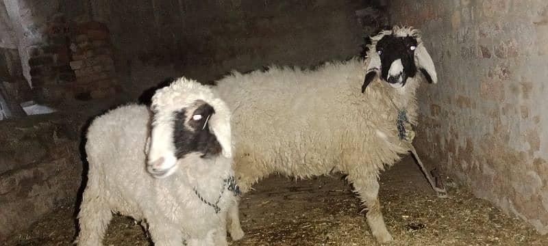 Sheep's 2 Female's 2