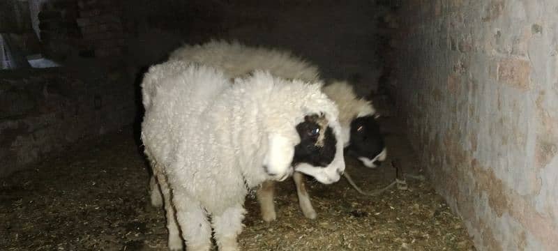 Sheep's 2 Female's 3