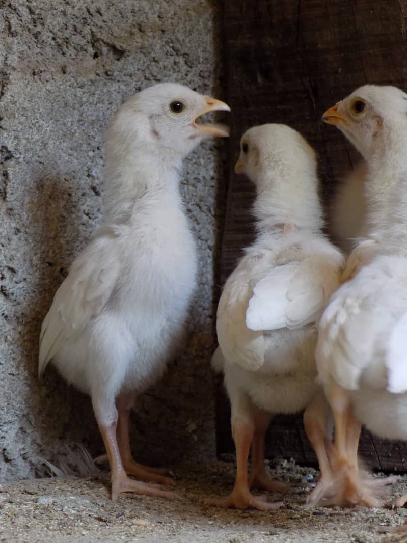 Top Quality Heera & Lassani Chicks Available. 0