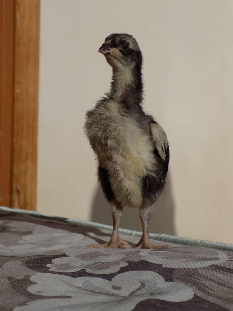 Top Quality Heera & Lassani Chicks Available. 5