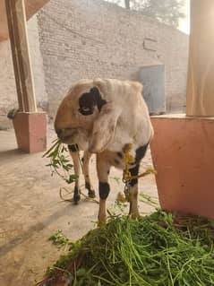 goats | bakra | breeder bakra |desi bakra | kheera