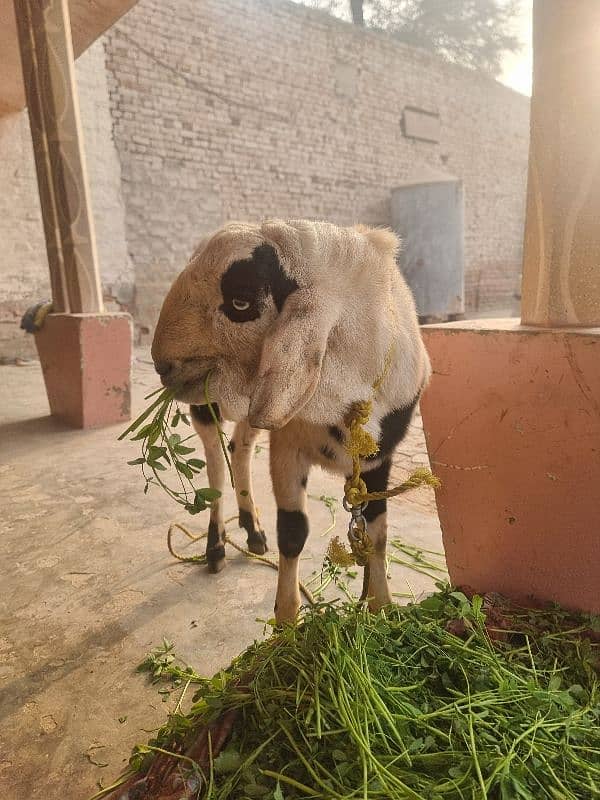 goats | bakra | breeder bakra |desi bakra | kheera 0