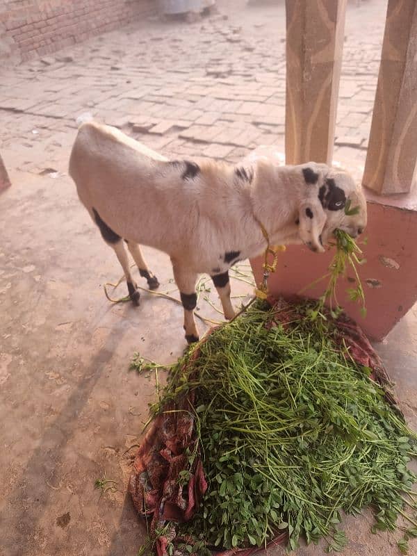 goats | bakra | breeder bakra |desi bakra | kheera 1