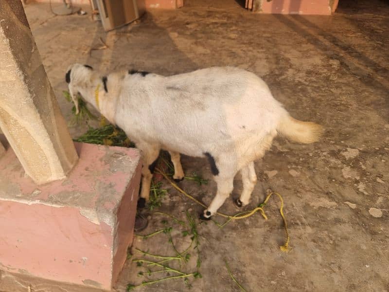 goats | bakra | breeder bakra |desi bakra | kheera 2