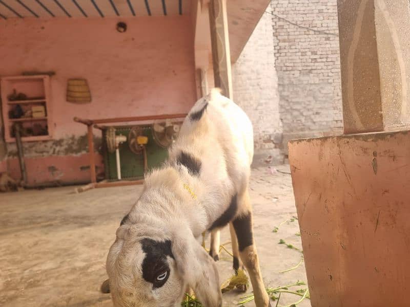 goats | bakra | breeder bakra |desi bakra | kheera 3