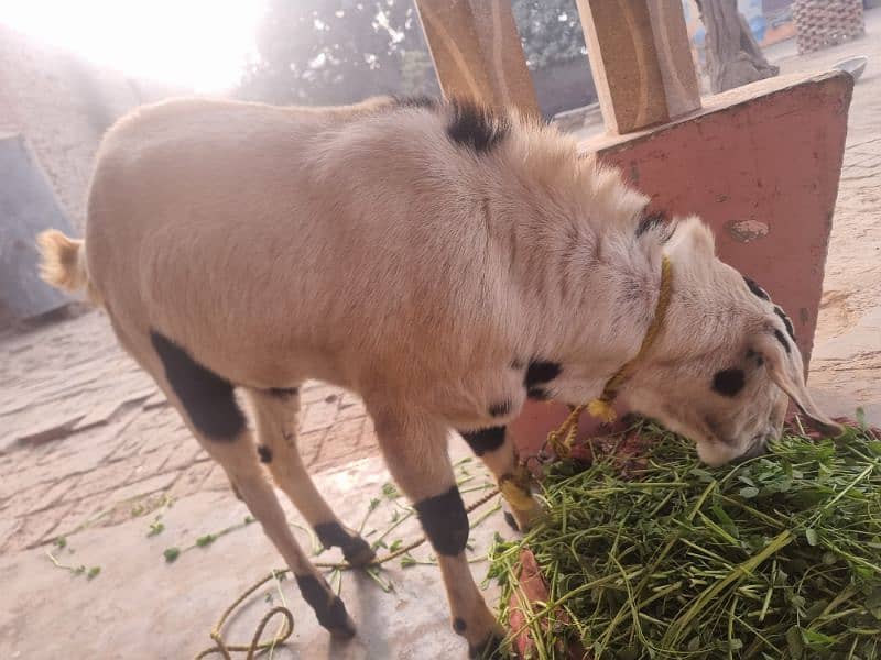 goats | bakra | breeder bakra |desi bakra | kheera 4