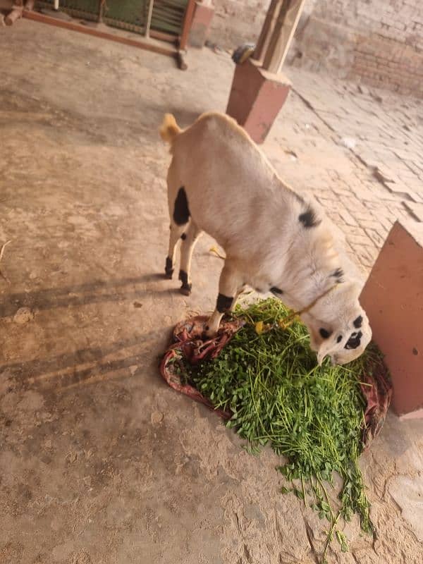 goats | bakra | breeder bakra |desi bakra | kheera 5