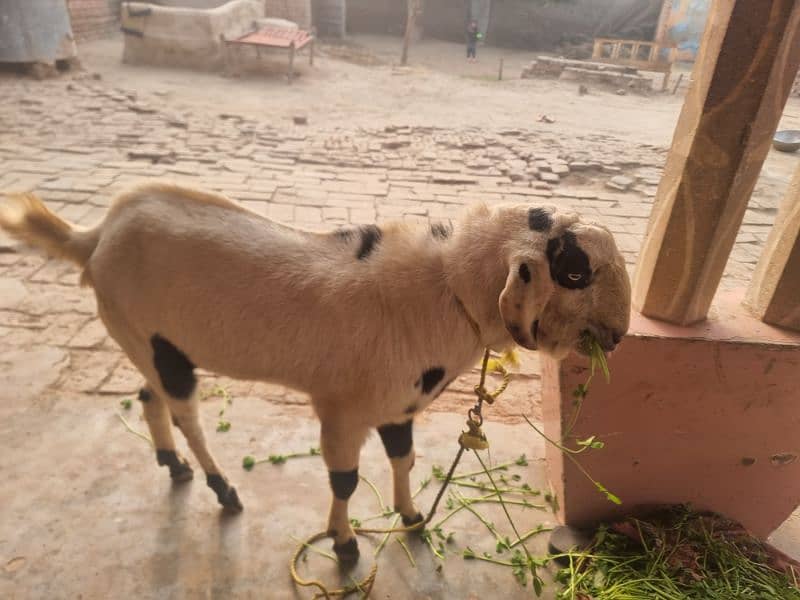 goats | bakra | breeder bakra |desi bakra | kheera 6