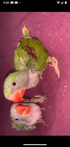 raw parrot Chicks