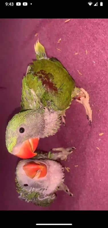 raw parrot Chicks 0