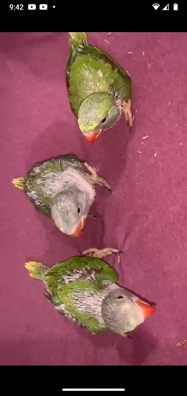 raw parrot Chicks 1