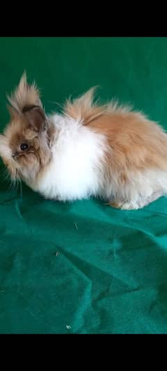 Fuzzylop Teddy bear dwarf Holland German lop newzeland white