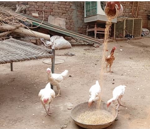 Heera Aseel or Lasani k Fresh Fertile Eggs for sale hain Multan main 0