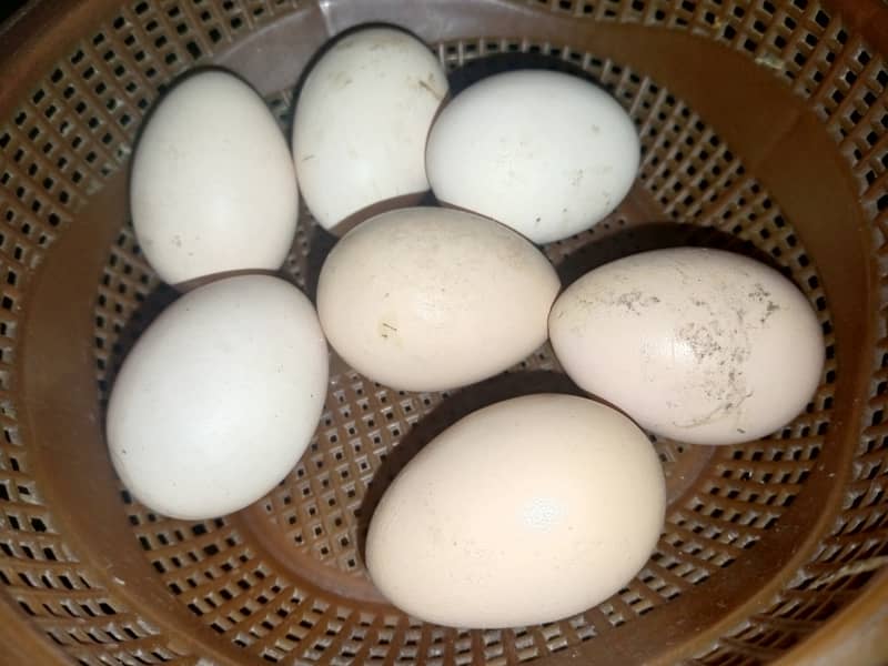 Heera Aseel or Lasani k Fresh Fertile Eggs for sale hain Multan main 1