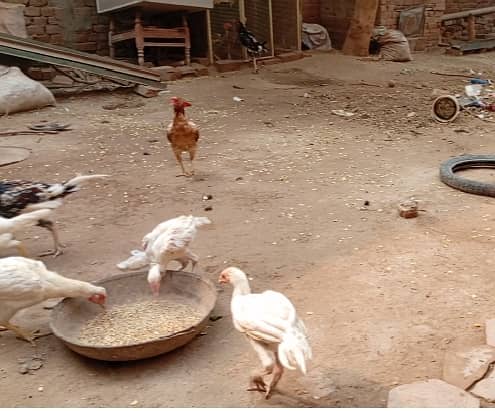 Heera Aseel or Lasani k Fresh Fertile Eggs for sale hain Multan main 2