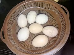 Heera,Lasani,Cheeni Aseel Murgiyon k Fresh Fertile Eggs Multan10-03-25