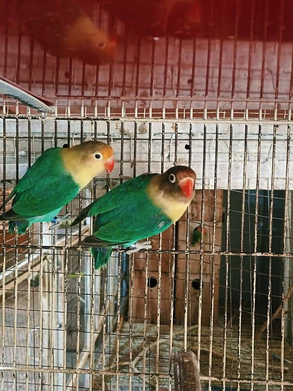 Mix Color Lovebirds 0