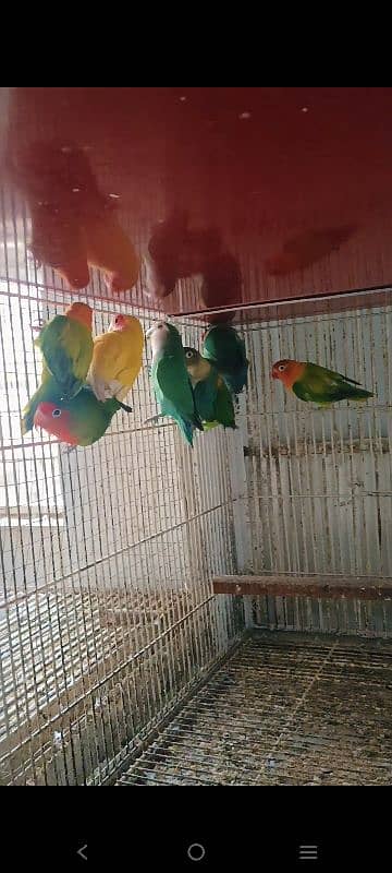 Mix Color Lovebirds 7