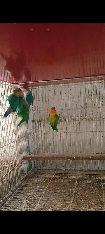 Mix Color Lovebirds 8