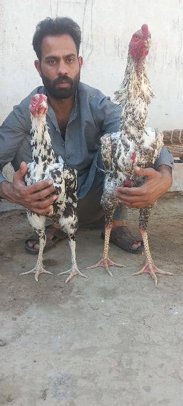 shamo aseel eggs for sale 4