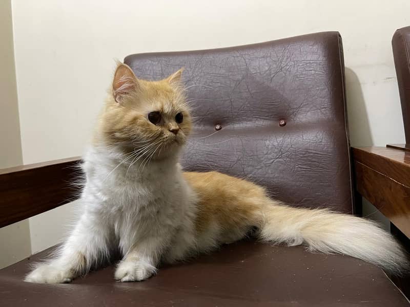 persian semi punch face Cats |triple Coated pair | high quality kitten 0