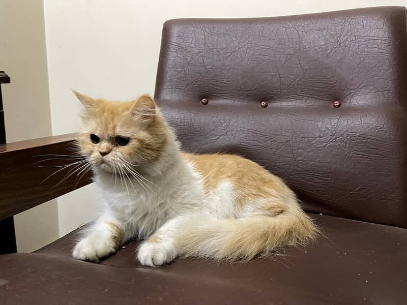 persian semi punch face Cats |triple Coated pair | high quality kitten 5