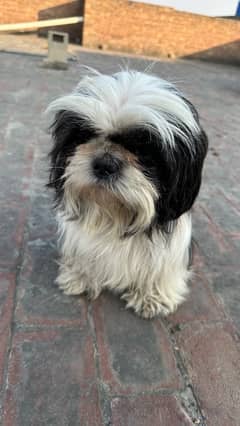 Shih Tzu