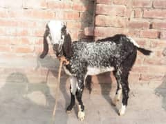 bakri